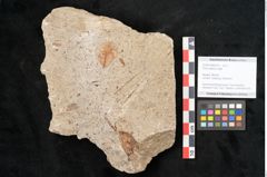 Foto (Objekt + Etikett) von Pinus hepios Unger (NHMW-GEO-2024-0188-6374)